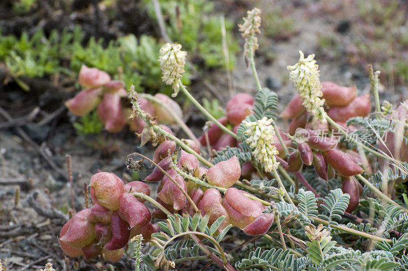 Nuttall milkvetch吗